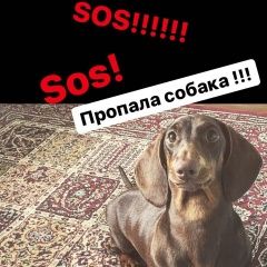 Подробнее об объявлении «Ярославль Пропала собака такса» Фото: пропала собака Такса «Ярославль Пропала собака такса» в г. Ярославль