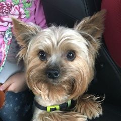 Подробнее об объявлении «Пропала собака кобель йоркширский терьер Дмитров» Фото: пропала собака Йоркширский терьер «Пропала собака кобель йоркширский терьер Дмитров» в г. Дмитров