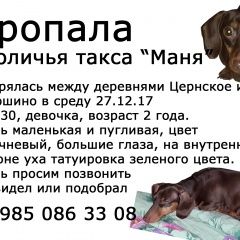 Подробнее об объявлении «Пропала собака 27.12.17 в 18.30 кроличья такса Пушкино» Фото: пропала собака Такса «Пропала собака 27.12.17 в 18.30 кроличья такса...» в г. Пушкино