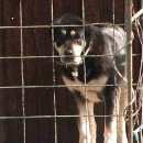 Подробнее об объявлении «Пропала собака азиатская овчарка, девочка 2 лет Звенигород» Фото: пропала собака Среднеазиатская овчарка «Пропала собака азиатская овчарка, девочка 2 лет...» в г. Звенигород