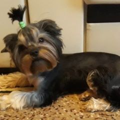 Подробнее об объявлении «Энгельс Пропала собака» Фото: пропала собака Йоркширский терьер «Энгельс Пропала собака» в г. Энгельс