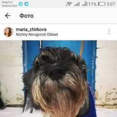 Подробнее об объявлении «Нижний Новгород Пропала собака помесь миттельшнауцера с дворняжкой» Фото: пропала собака  «Нижний Новгород Пропала собака помесь...» в г. Нижний Новгород