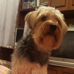 Подробнее об объявлении «Пропала собака кобель Кемерово» Фото: пропала собака  «Пропала собака кобель Кемерово» в г. Кемерово