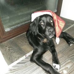 Подробнее об объявлении «Сосновоборск (Красноярский край) Пропала собака» Фото: пропала собака Английский кокер-спаниель «Сосновоборск (Красноярский край) Пропала собака» в г. Сосновоборск (Красноярский край)