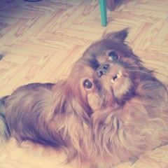 Подробнее об объявлении «Мегион Пропала собака кобель» Фото: пропала собака Пекинес «Мегион Пропала собака кобель» в г. Мегион