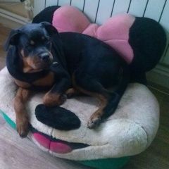 Подробнее об объявлении «Анапа Пропала собака ротвейлер (девочка)» Фото: пропала собака Ротвейлер «Анапа Пропала собака ротвейлер (девочка)» в г. Анапа