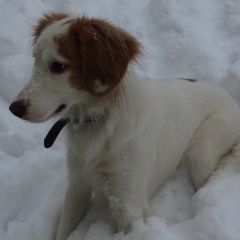 Подробнее об объявлении «Пенза Пропала собака кобель» Фото: пропала собака Русский охотничий спаниель «Пенза Пропала собака кобель» в г. Пенза