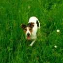 Подробнее об объявлении «Пропала собака Симферополь» Фото: пропала собака Фокстерьер «Пропала собака Симферополь» в г. Симферополь