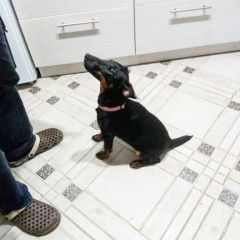 Подробнее об объявлении «Минск Пропала собака помогите» Фото: пропала собака Ягд-терьер «Минск Пропала собака помогите» в г. Минск