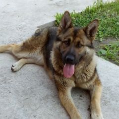 Подробнее об объявлении «Пропала собака Кемерово» Фото: пропала собака Немецкая овчарка «Пропала собака Кемерово» в г. Кемерово