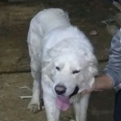 Подробнее об объявлении «Пропала собака кобель Адлер» Фото: пропала собака Среднеазиатская овчарка «Пропала собака кобель Адлер» в г. Адлер