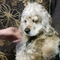 Подробнее об объявлении «Пропала собака кобель Кемерово» Фото: пропала собака Американский кокер-спаниель «Пропала собака кобель Кемерово» в г. Кемерово