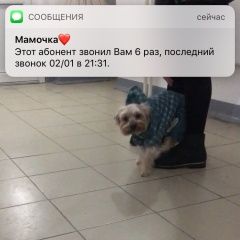 Подробнее об объявлении «Иркутск Пропала собака кобель помогите пожалуйста вознаграждение гар» Фото: пропала собака Йоркширский терьер «Иркутск Пропала собака кобель помогите...» в г. Иркутск