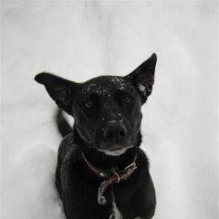 Подробнее об объявлении «Королев Пропала собака c 31 на 1 января 2018 г» Фото: пропала собака  «Королев Пропала собака c 31 на 1 января 2018 г» в г. Королев