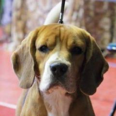 Подробнее об объявлении «Пенза Пропала собака кобель бигль» Фото: пропала собака Бигль «Пенза Пропала собака кобель бигль» в г. Пенза