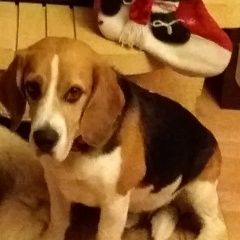 Подробнее об объявлении «Подольск Пропала собака кобель порода бигль» Фото: пропала собака Бигль «Подольск Пропала собака кобель порода бигль» в г. Подольск