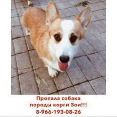 Подробнее об объявлении «Пропала собака Москва» Фото: пропала собака Вельш корги «Пропала собака Москва» в г. Москва
