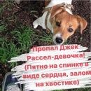 Подробнее об объявлении «Краснодар Пропала собака» Фото: пропала собака Джек рассел терьер «Краснодар Пропала собака» в г. Краснодар