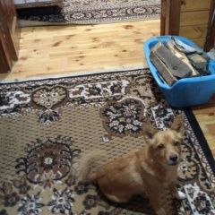 Подробнее об объявлении «Пропала собака кобель помогите найти  Томск» Фото: пропала собака  «Пропала собака кобель помогите найти  Томск» в г. Томск