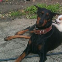 Подробнее об объявлении «Симферополь Пропала собака 7 лет, добрая, контактная» Фото: пропала собака Доберман «Симферополь Пропала собака 7 лет, добрая,...» в г. Симферополь