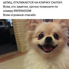 Подробнее об объявлении «Пропала собака вознаграждение гарантировано Кемерово» Фото: пропала собака Немецкий шпиц «Пропала собака вознаграждение гарантировано...» в г. Кемерово