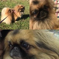 Подробнее об объявлении «Краснодар Пропала собака» Фото: пропала собака Пекинес «Краснодар Пропала собака» в г. Краснодар