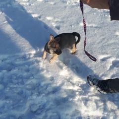 Подробнее об объявлении «Омск Пропала собака кобель щенок серый 4, 5 мес. дворняжка» Фото: пропала собака  «Омск Пропала собака кобель щенок серый 4, 5...» в г. Омск