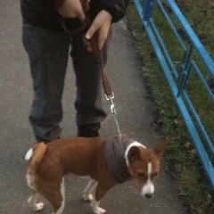 Подробнее об объявлении «Пропала собака Звенигород» Фото: пропала собака Басенджи «Пропала собака Звенигород» в г. Звенигород