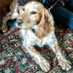 Подробнее об объявлении «Полевской Пропала собака» Фото: пропала собака Русский охотничий спаниель «Полевской Пропала собака» в г. Полевской