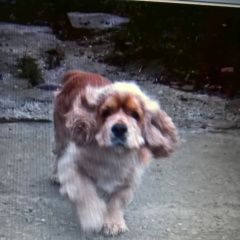 Подробнее об объявлении «Темрюк Пропала собака кобель помогите найти» Фото: пропала собака Американский кокер-спаниель «Темрюк Пропала собака кобель помогите найти» в г. Темрюк