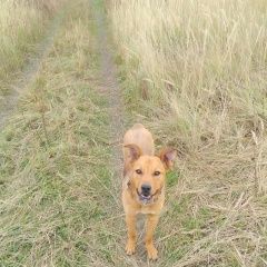 Подробнее об объявлении «Егорьевск Пропала собака кобель» Фото: пропала собака  «Егорьевск Пропала собака кобель» в г. Егорьевск