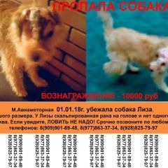 Подробнее об объявлении «Пропала собака Москва» Фото: пропала собака  «Пропала собака Москва» в г. Москва