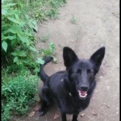 Подробнее об объявлении «Казань Пропала собака сбежала 1го января в аметьево» Фото: пропала собака  «Казань Пропала собака сбежала 1го января в...» в г. Казань