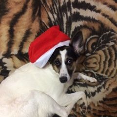 Подробнее об объявлении «Нижний Новгород Пропала собака» Фото: пропала собака  «Нижний Новгород Пропала собака» в г. Нижний Новгород