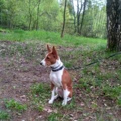 Подробнее об объявлении «Пропала собака басенжди сука 1 год Звенигород» Фото: пропала собака Басенджи «Пропала собака басенжди сука 1 год Звенигород» в г. Звенигород