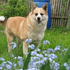 Подробнее об объявлении «Опалиха Пропала собака красногорск» Фото: пропала собака  «Опалиха Пропала собака красногорск» в г. Опалиха