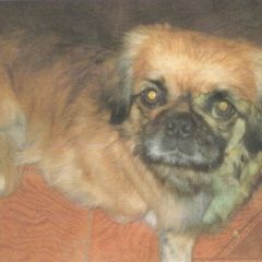 Подробнее об объявлении «Анапа Пропала собака пекинес» Фото: пропала собака Пекинес «Анапа Пропала собака пекинес» в г. Анапа