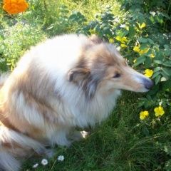 Подробнее об объявлении «Пропала собака колли Череповец» Фото: пропала собака Колли «Пропала собака колли Череповец» в г. Череповец