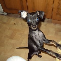 Подробнее об объявлении «Климовск Пропала собака кобель той-терьер 3г» Фото: пропала собака Той-терьер «Климовск Пропала собака кобель той-терьер 3г» в г. Климовск