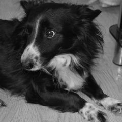 Подробнее об объявлении «Пропала собака кобель чёрная с белой грудкой Самара» Фото: пропала собака  «Пропала собака кобель чёрная с белой грудкой...» в г. Самара