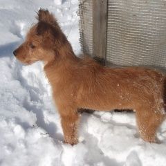 Подробнее об объявлении «Павловск (Ленинградская обл.) Пропала собака» Фото: пропала собака  «Павловск (Ленинградская обл.) Пропала собака» в г. Павловск (Ленинградская обл.)