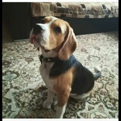 Подробнее об объявлении «Нижний Новгород Пропала собака кобель» Фото: пропала собака Бигль «Нижний Новгород Пропала собака кобель» в г. Нижний Новгород