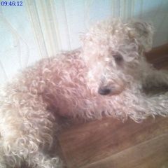 Подробнее об объявлении «Шуя Пропала собака кобель» Фото: пропала собака  «Шуя Пропала собака кобель» в г. Шуя