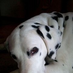 Подробнее об объявлении «Краснодар Пропала собака, далматин, девочка 12 лет» Фото: пропала собака Далматин «Краснодар Пропала собака, далматин, девочка 12 лет» в г. Краснодар