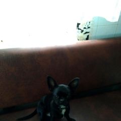 Подробнее об объявлении «Симферополь Пропала собака кобель» Фото: пропала собака Чихуахуа «Симферополь Пропала собака кобель» в г. Симферополь