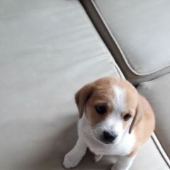 Подробнее об объявлении «Афипский Пропала собака» Фото: пропала собака  «Афипский Пропала собака» в г. Афипский