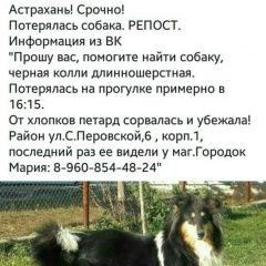 Подробнее об объявлении «Астрахань Пропала собака колли» Фото: пропала собака Колли «Астрахань Пропала собака колли» в г. Астрахань
