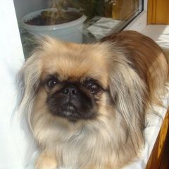 Подробнее об объявлении «Конаково Пропала собака» Фото: пропала собака Пекинес «Конаково Пропала собака» в г. Конаково