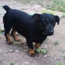 Подробнее об объявлении «Энгельс Пропала собака» Фото: пропала собака  «Энгельс Пропала собака» в г. Энгельс