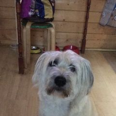 Подробнее об объявлении «Пропала собака в районе кп сурмино-3 Дмитров» Фото: пропала собака  «Пропала собака в районе кп сурмино-3 Дмитров» в г. Дмитров